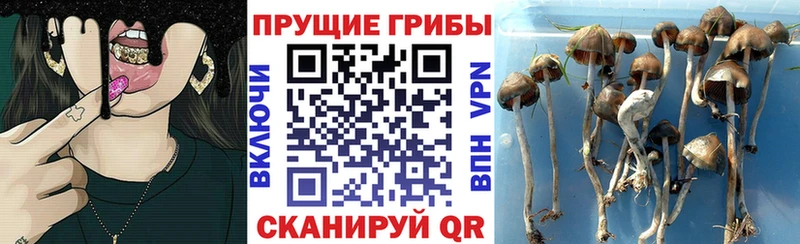 Галлюциногенные грибы Cubensis  Владимир 